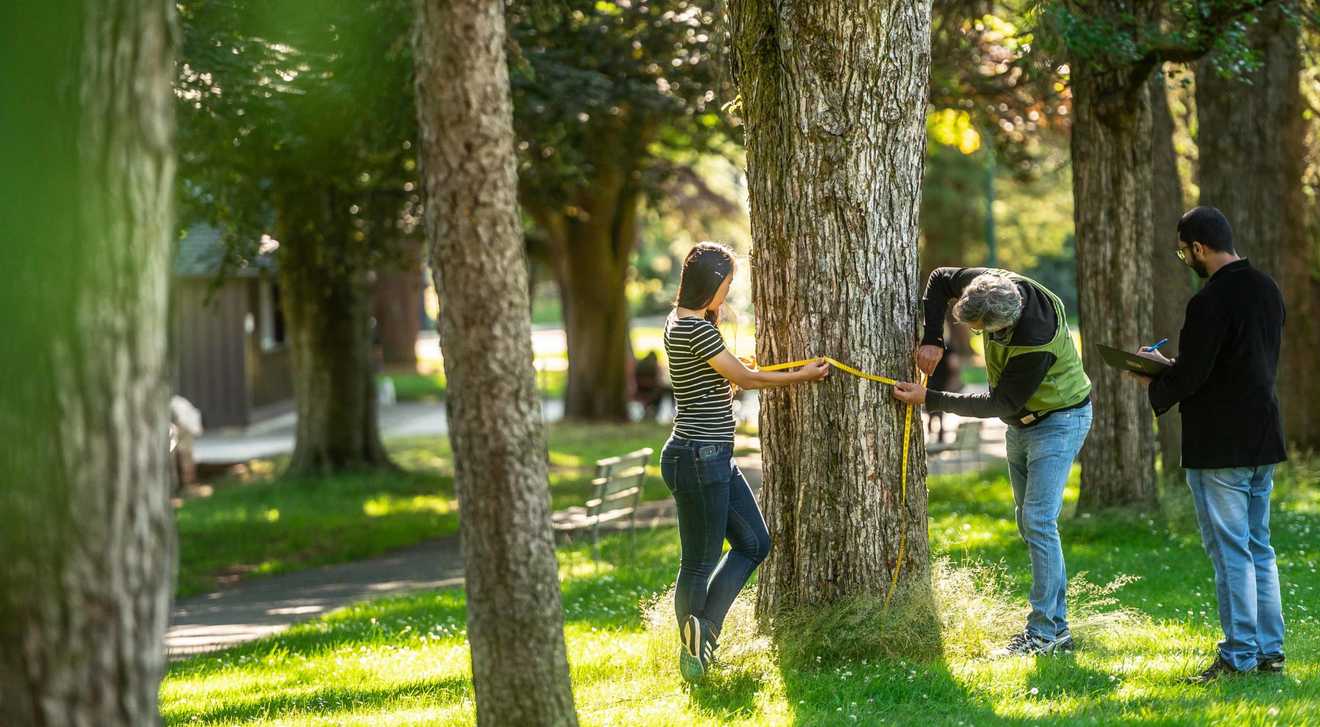 Three people measure a tree in their neighbourhood