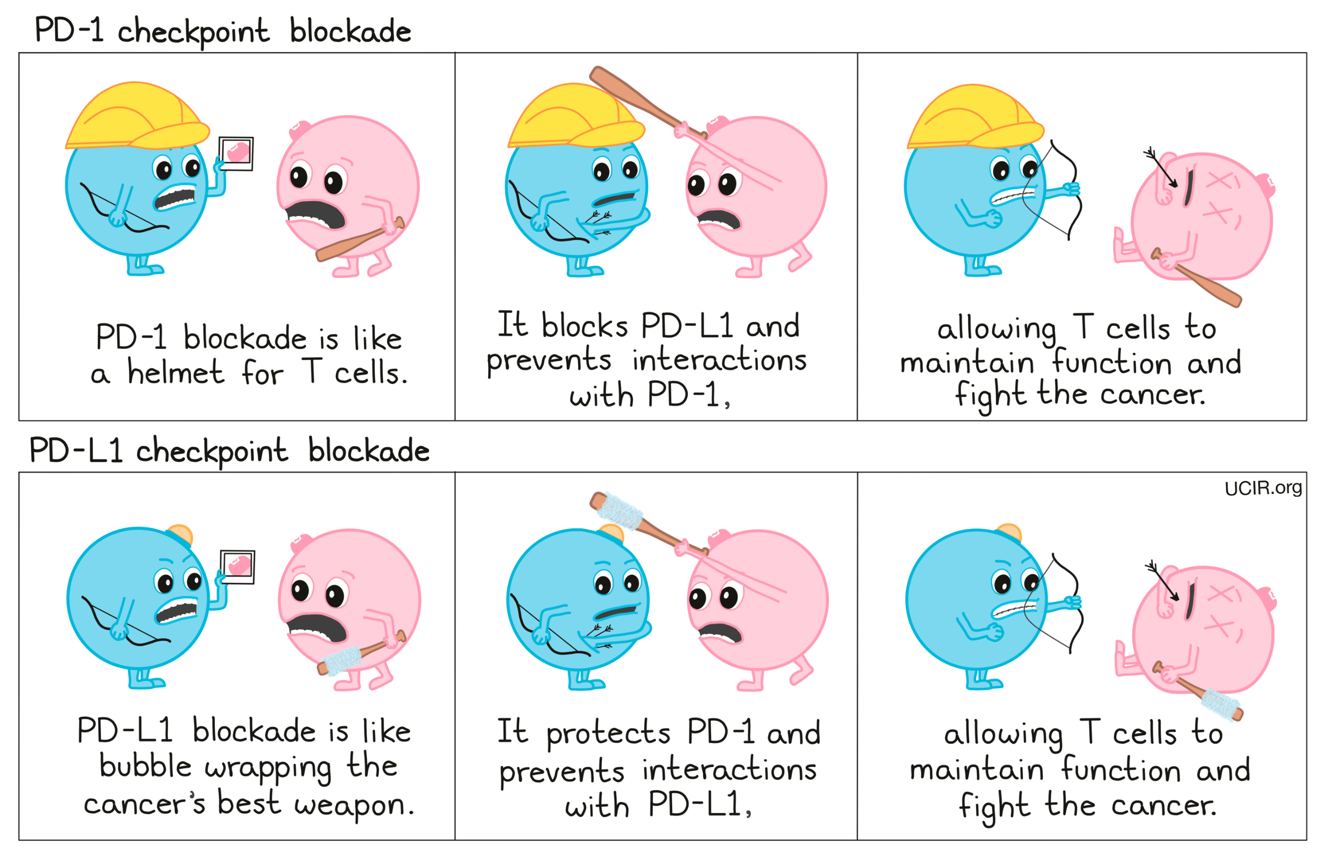 Cartoon that shows the different between PD-1 and PD-L1 blockade