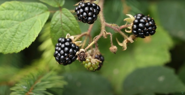 Black berry fruits