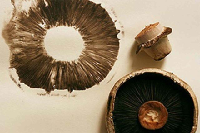 Mushrooms used as block