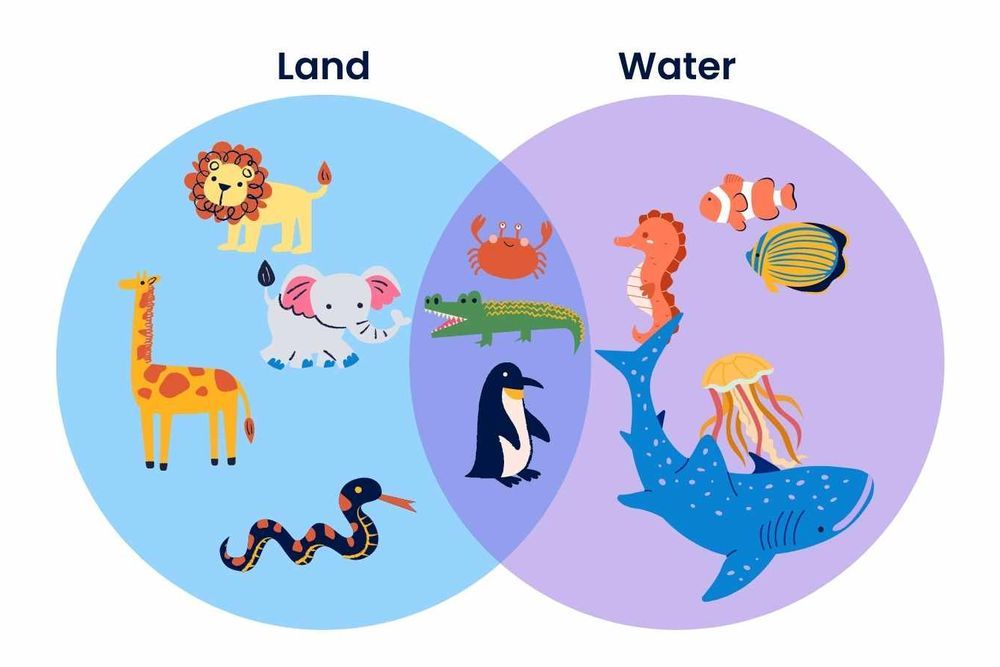 A venn diagram showing animals in water and animals on land, as well as animals that live in both.