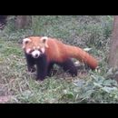 China Red Pandas 14