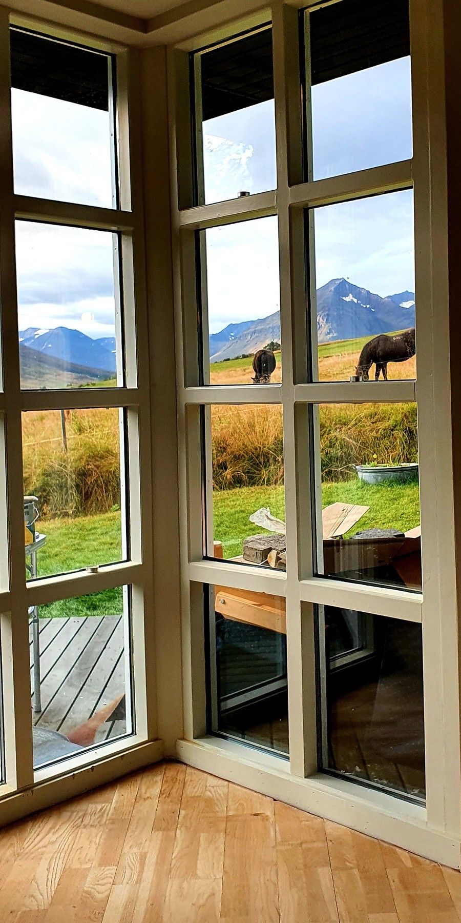 Islandpferde zu Besuch am Ferienhaus