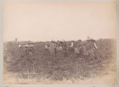 A black and white photo of at least twenty labourers working in a field of Tapioca. A Caucasian man stands at the centre of the field looking on.