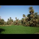 Sudan Nile Oasis 13