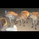 Ethiopia Hyenas 17