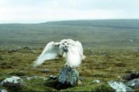 Snowy Owl taking flight
