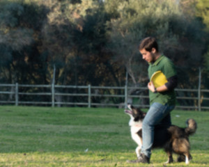 pet training and playing in the park