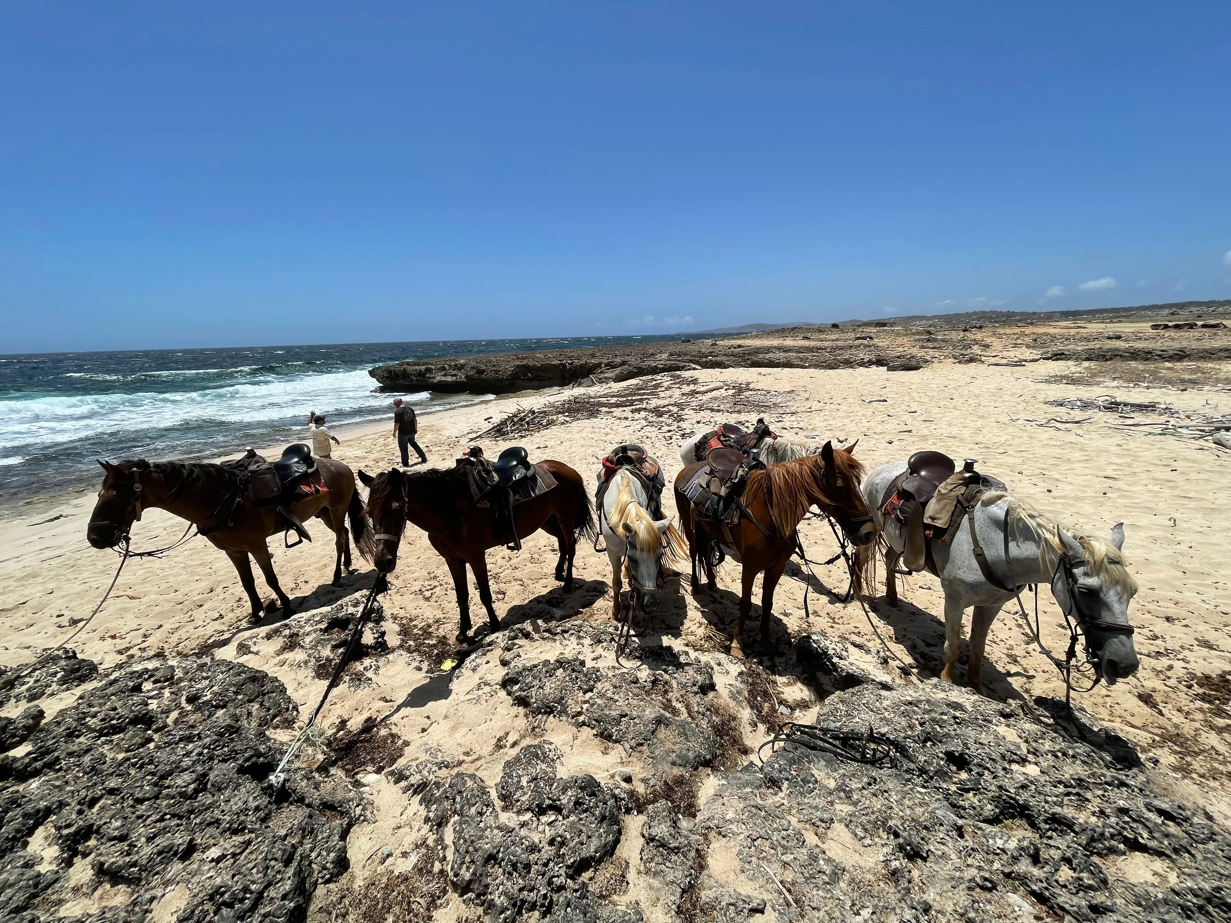 Horseback Riding