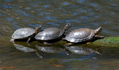 Three mud turtles
end-to-end on a small branch
floating in the water
