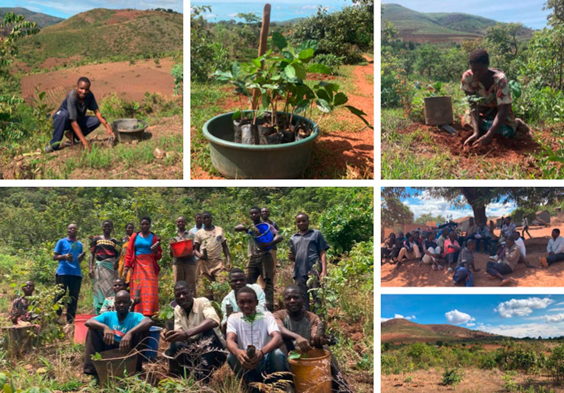 Collage mit verschiedenen Bildern aus Malawi, Arbeiter, Setzlinge und Umgebung
