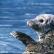 A young seal waves goodbye.