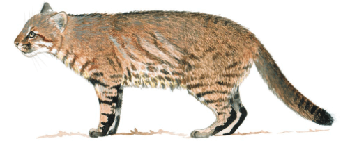 Leopardus munoai