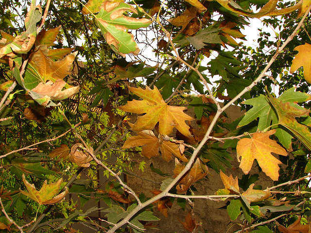 autumn-tehran
