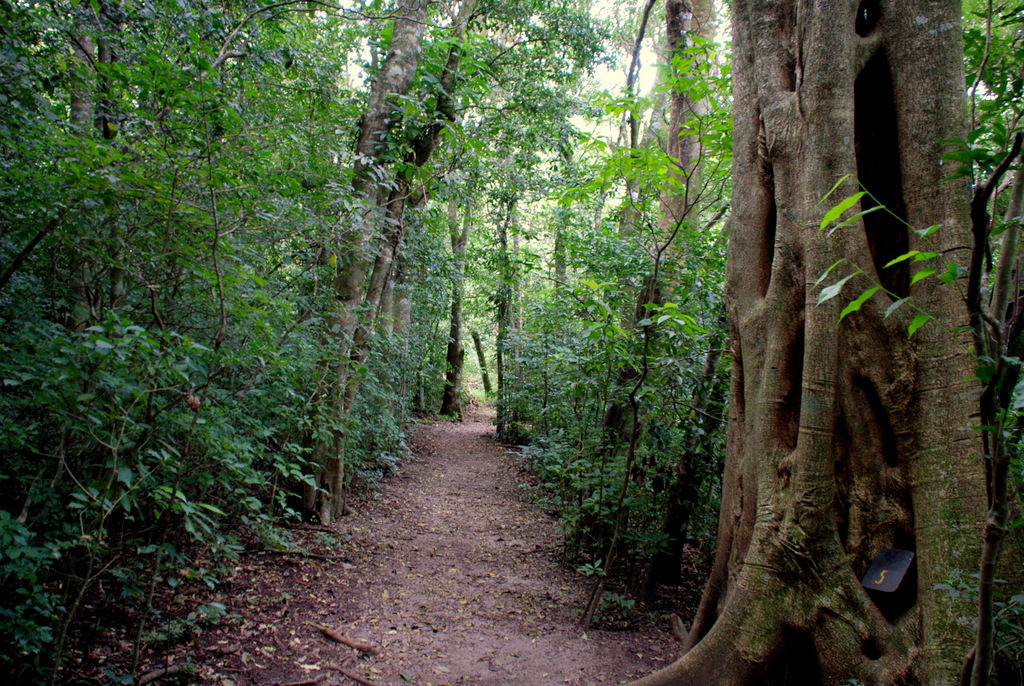 Children's Eternal Rainforest Reserve