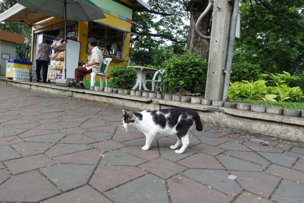 Lumpini Park - Always Full Of Cats