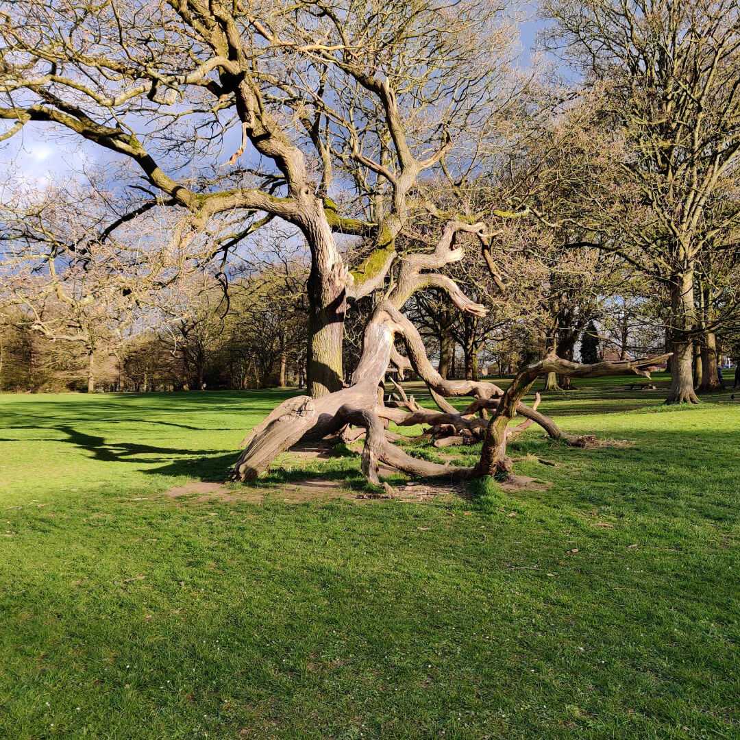 Bramley Fall Park Tree