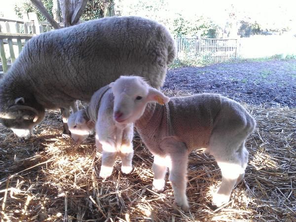 oh my god twitter doesn’t include alt text from images in their API