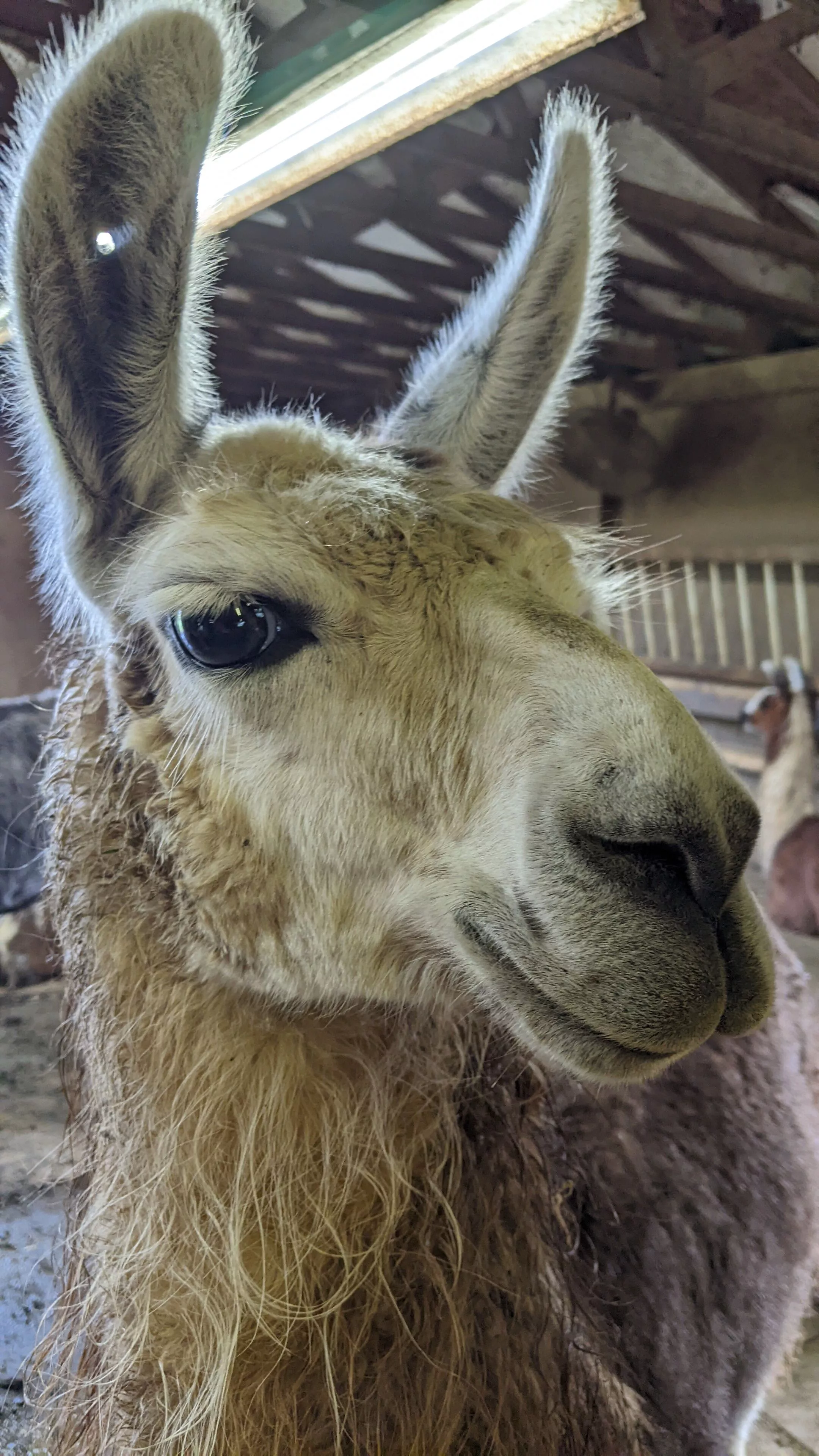 An image of a llama named Lottie