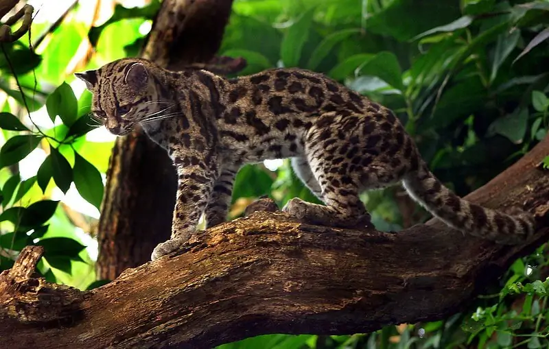 Gato Maracajá