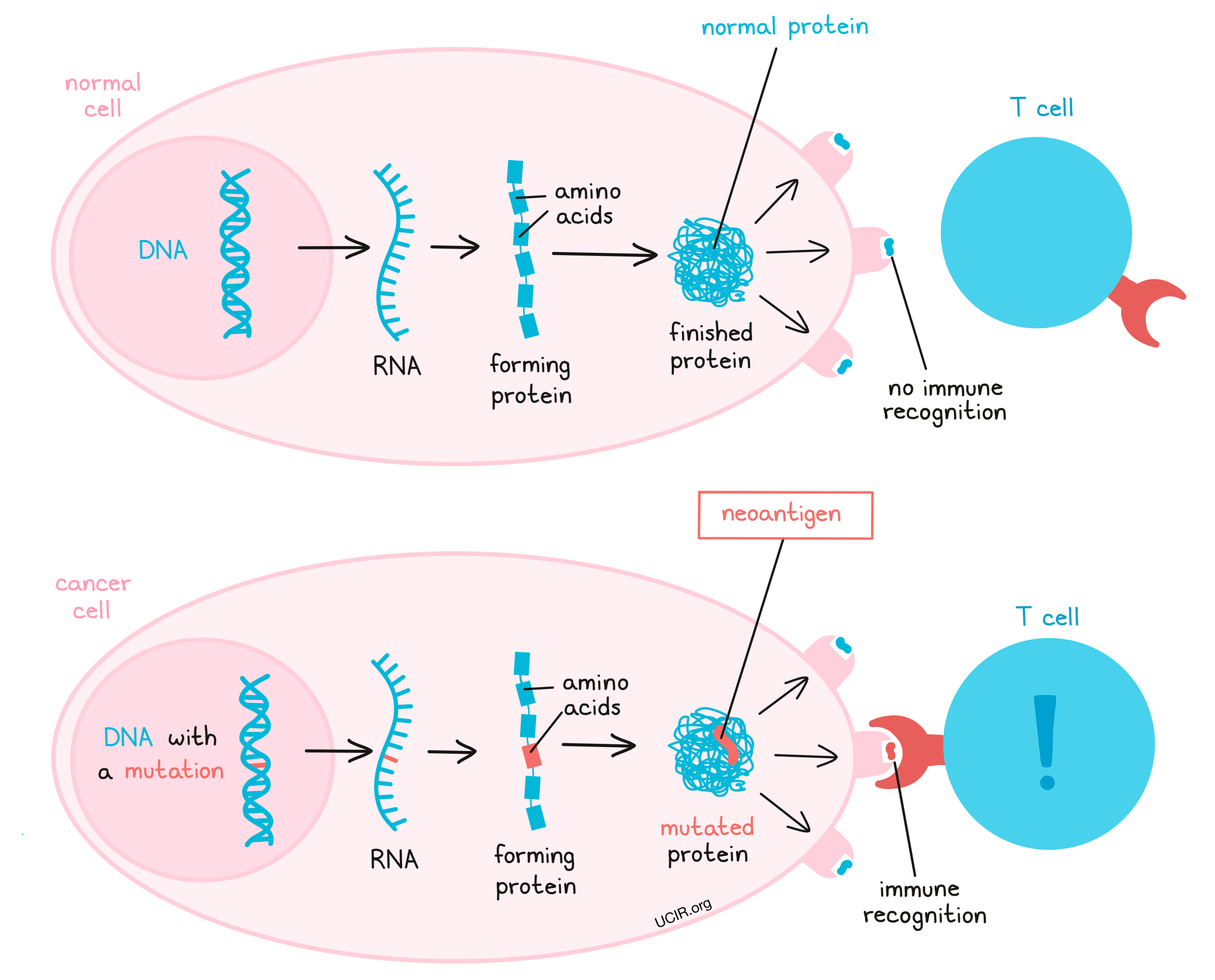 Neoantigens are antigens that arise when a mutation in the DNA of cancer cells