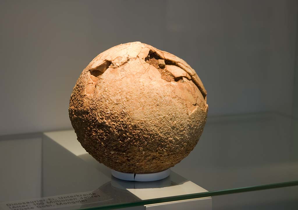 Close to 100 million years old dinosaur egg. Displayed at University of Zurich.
