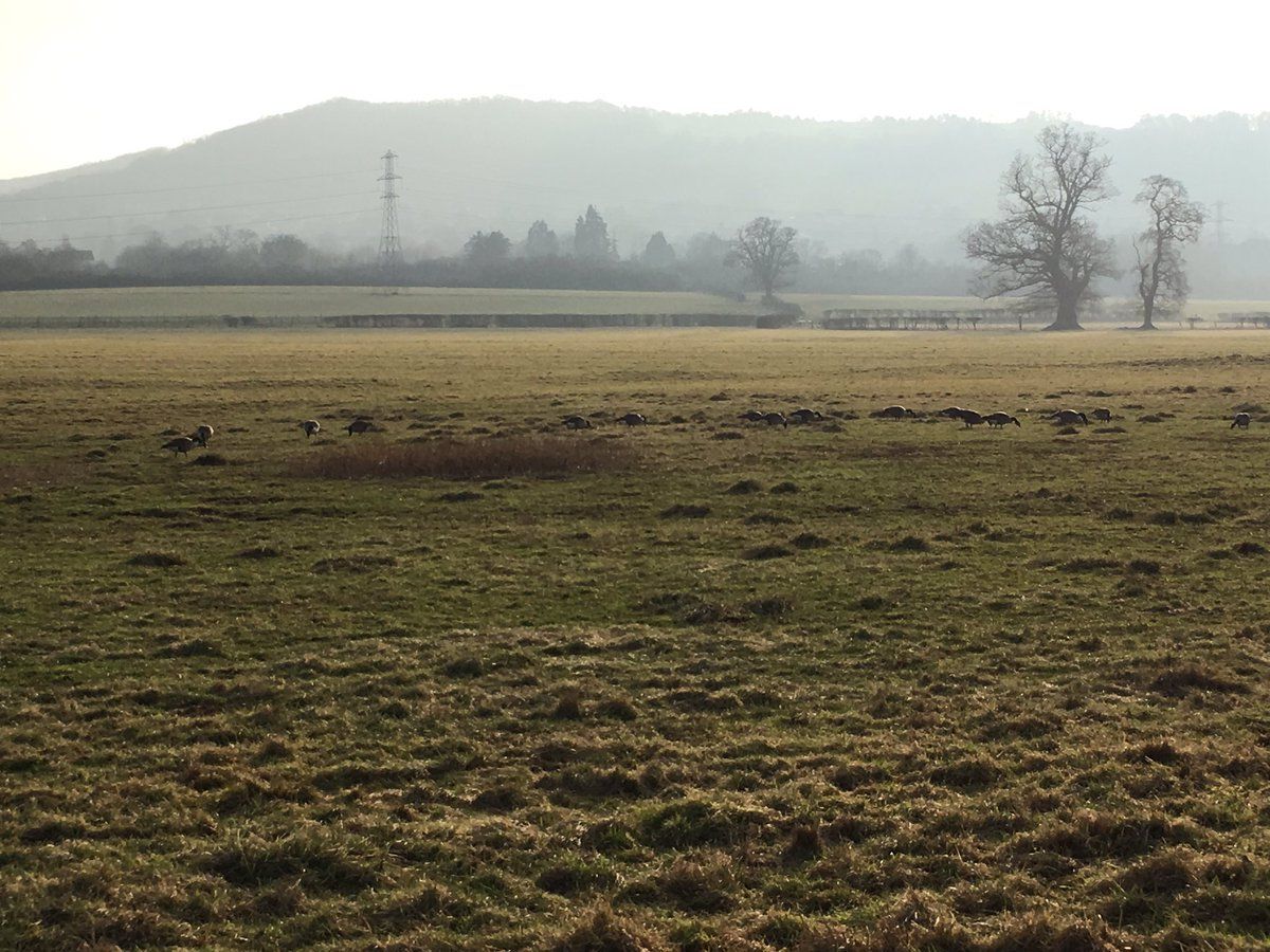 oh my god twitter doesn’t include alt text from images in their API