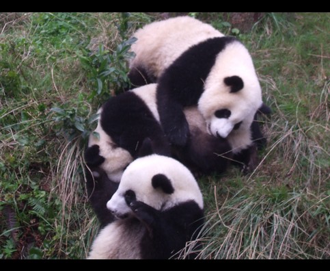 China Pandas 32