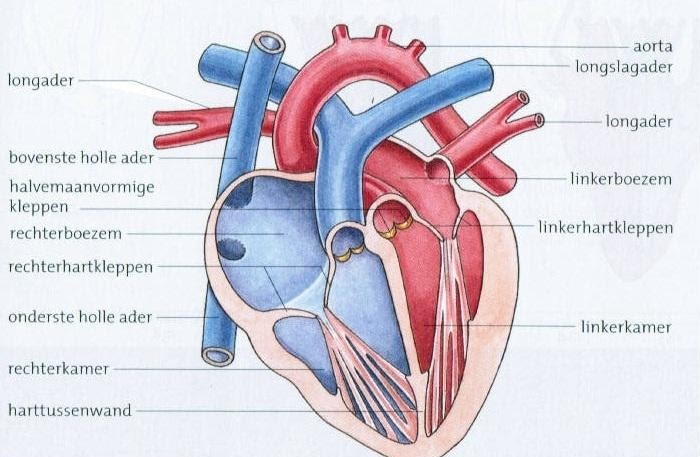 Het hart schematisch
