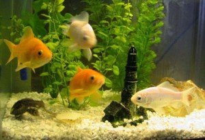How to Set up a Healthy Goldfish Aquarium