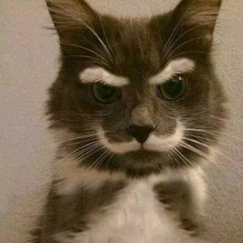 Nuestro gato con bigote
