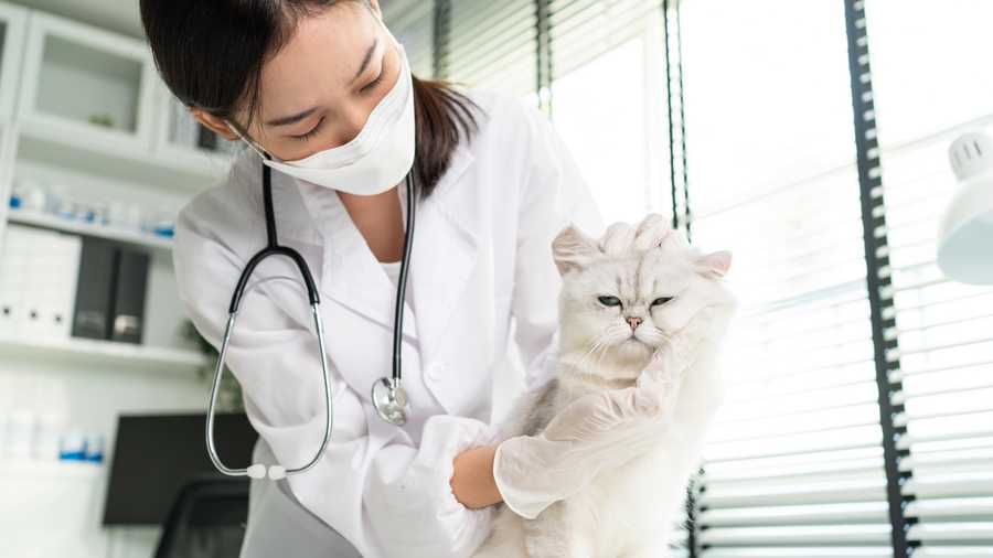 Top Ten (10) Reasons To Take Your Cat To The Vet
