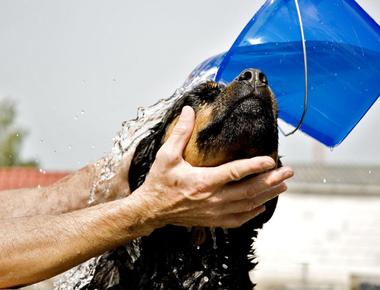 Dog Shampoo: Does It Expire?