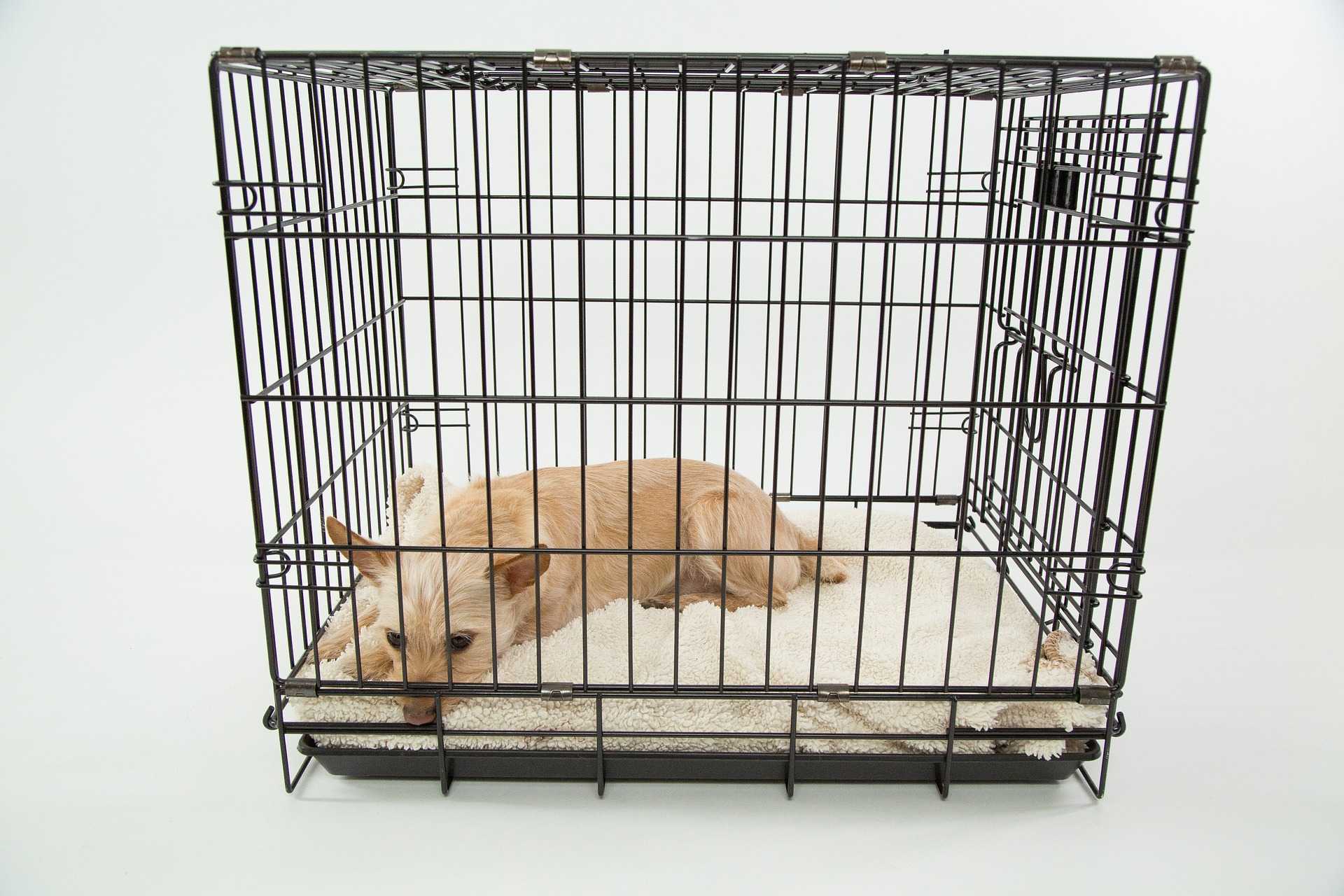 crate-training-how-long-can-you-crate-a-dog-for-woof-beyond