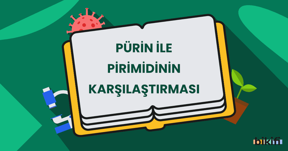 Pürin ile Pirimidin’in Karşılaştırması