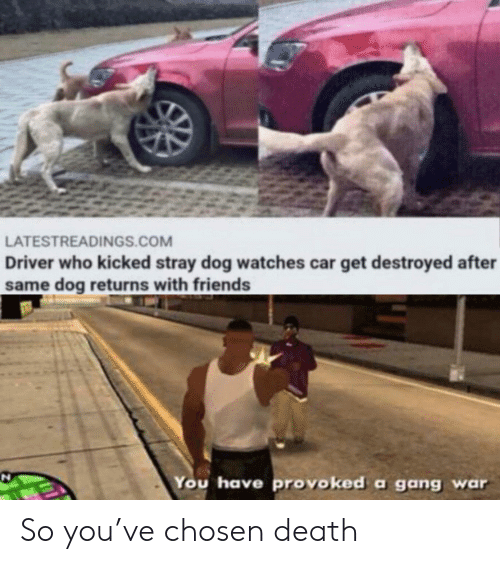 straydogwar