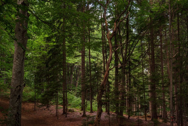 Râșnov Forest