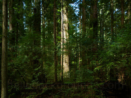 Forest with tall strong trees and bracken in foreground Skype background
