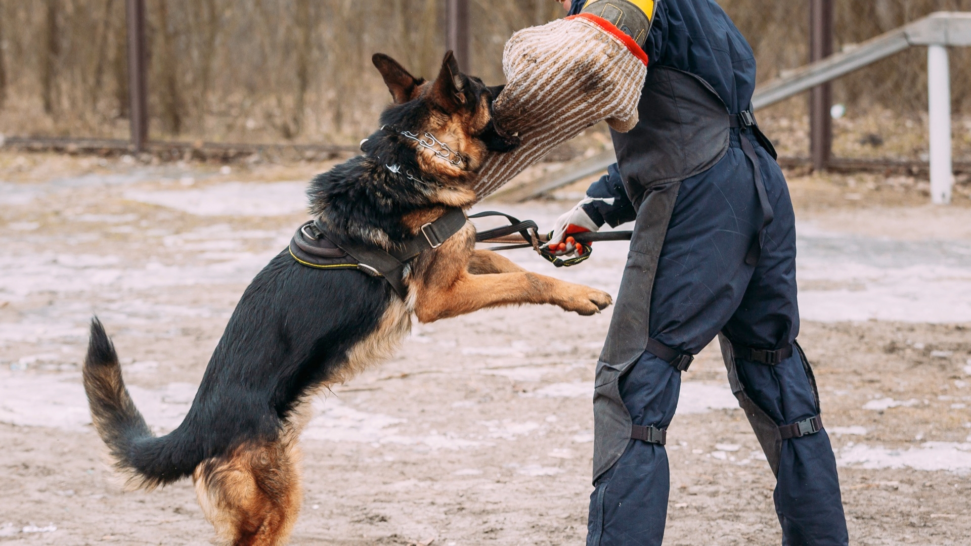 CIA's Top Ten (10) Dog Training Tips, Part One (1)