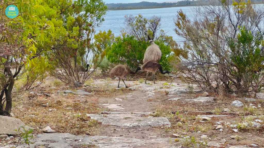 Emus at Yangie Bay Campground