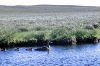 An Eider duck and five chicks on a loch