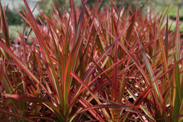 Dracaena Benefits - This plant removes many pollutants. It's perfect for an healthy home.