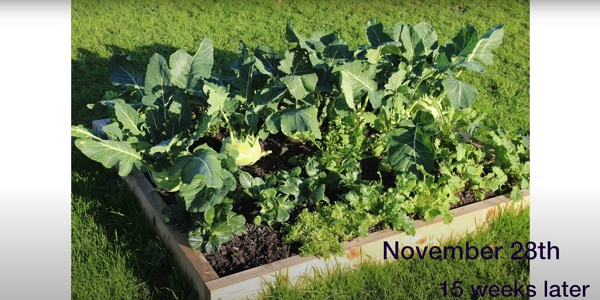 A raised bed with large vegetables ready to pick