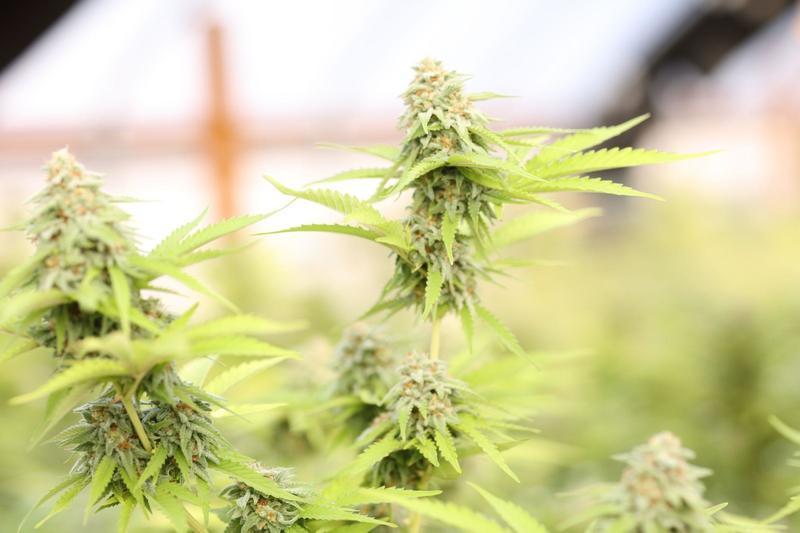 Growing Cannabis In Canberra, ACT