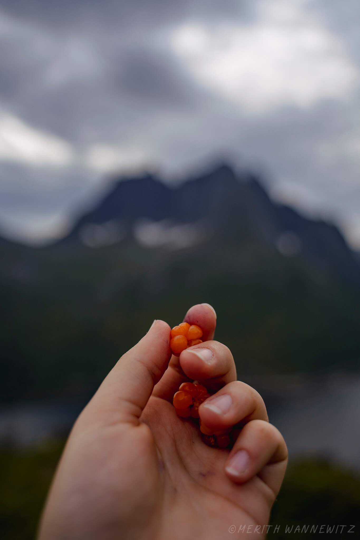 A hand holding a couple of cloudberries in front of blurred mountains.