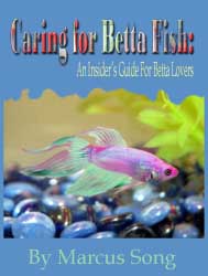 Betta Lovers Guide - Learn How to Give Your Betta a Great Life