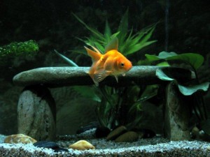 The Key Problem for Breeding Goldfish