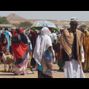 Somalia Animal Market 11