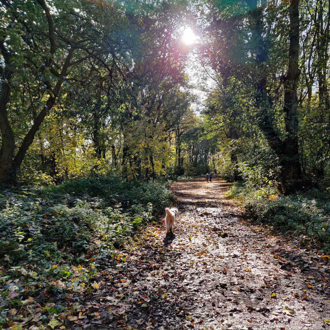 Farnley Hall Park woods in sun with dog
