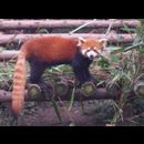 China Red Pandas 19
